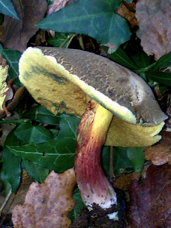 Xerocomus da determinare